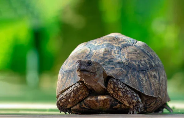 Close Cute Turtle Lying Green Grass Namibia — Stock Photo, Image