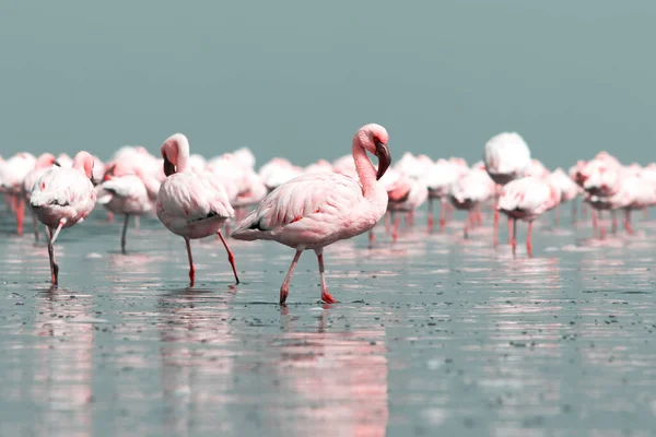 Close Belos Flamingos Africanos Que Estão Parados Água Parada Com — Fotografia de Stock