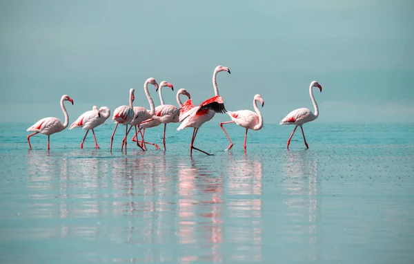 Wild african birds. Group birds of pink african flamingos  walking around the blue lagoon on a sunny day