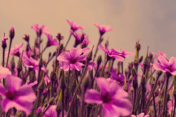 Beautiful red flowers in spring nature , soft focus. Magic colorful artistic image tenderness of nature, spring floral wallpaper