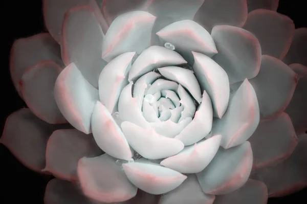 自然を明るくカラフルなイメージ 美しい水滴を持つエチェビアの花のクローズアップ — ストック写真