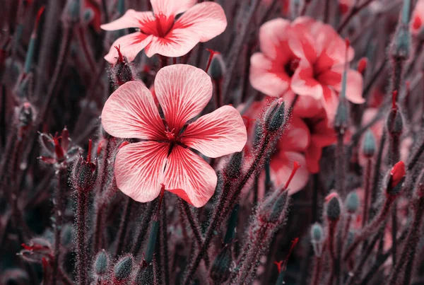 Beautiful red flowers in spring nature , soft focus. Magic colorful artistic image tenderness of nature, spring floral wallpaper