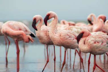 Namibias 'daki bir flamingo sürüsünün lüks stok görüntüsü kristal mavi lagün, zarafet, denge ve vahşi güzellik ifade Premium seyahat, koruma hikaye anlatımı ve üst düzey görsel projeler için.