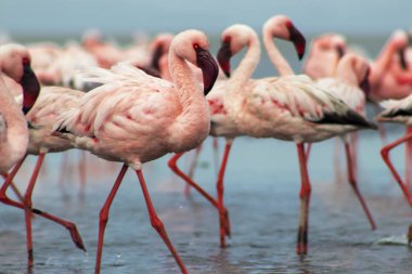 Namibias 'daki bir flamingo sürüsünün lüks stok görüntüsü kristal mavi lagün, zarafet, denge ve vahşi güzellik ifade Premium seyahat, koruma hikaye anlatımı ve üst düzey görsel projeler için.