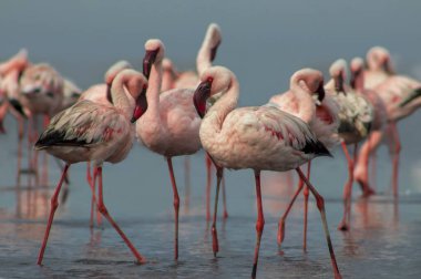 Namibias 'daki bir flamingo sürüsünün lüks stok görüntüsü kristal mavi lagün, zarafet, denge ve vahşi güzellik ifade Premium seyahat, koruma hikaye anlatımı ve üst düzey görsel projeler için.