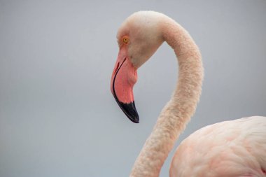 Tek bir Flamingo 'nun yüksek kaliteli fotoğrafı zarif bir şekilde Vahşi Yaşam, Yaratıcı Dekor ve Doğadan İlham Almış Tasarım Projeleri üzerine duruyor.