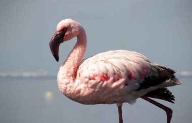 Tek bir Flamingo 'nun yüksek kaliteli fotoğrafı zarif bir şekilde Vahşi Yaşam, Yaratıcı Dekor ve Doğadan İlham Almış Tasarım Projeleri üzerine duruyor.