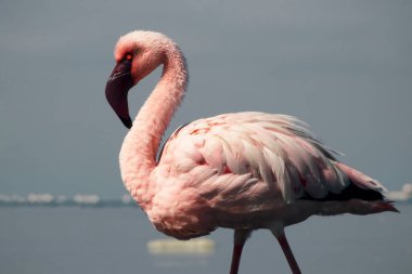 Tek bir Flamingo 'nun yüksek kaliteli fotoğrafı zarif bir şekilde Vahşi Yaşam, Yaratıcı Dekor ve Doğadan İlham Almış Tasarım Projeleri üzerine duruyor.