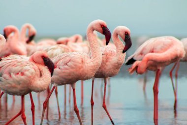 Namibias 'daki bir flamingo sürüsünün lüks stok görüntüsü kristal mavi lagün, zarafet, denge ve vahşi güzellik ifade Premium seyahat, koruma hikaye anlatımı ve üst düzey görsel projeler için.