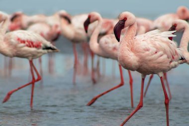 Namibias 'daki bir flamingo sürüsünün lüks stok görüntüsü kristal mavi lagün, zarafet, denge ve vahşi güzellik ifade Premium seyahat, koruma hikaye anlatımı ve üst düzey görsel projeler için.