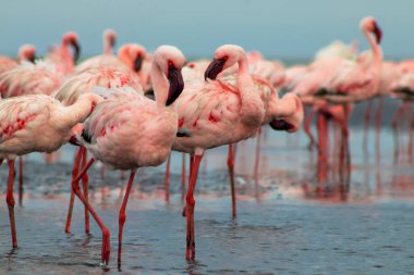 Namibias 'daki bir flamingo sürüsünün lüks stok görüntüsü kristal mavi lagün, zarafet, denge ve vahşi güzellik ifade Premium seyahat, koruma hikaye anlatımı ve üst düzey görsel projeler için.