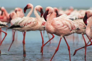 Namibias 'daki bir flamingo sürüsünün lüks stok görüntüsü kristal mavi lagün, zarafet, denge ve vahşi güzellik ifade Premium seyahat, koruma hikaye anlatımı ve üst düzey görsel projeler için.