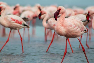 Namibias 'daki bir flamingo sürüsünün lüks stok görüntüsü kristal mavi lagün, zarafet, denge ve vahşi güzellik ifade Premium seyahat, koruma hikaye anlatımı ve üst düzey görsel projeler için.