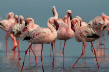 Namibias 'daki bir flamingo sürüsünün lüks stok görüntüsü kristal mavi lagün, zarafet, denge ve vahşi güzellik ifade Premium seyahat, koruma hikaye anlatımı ve üst düzey görsel projeler için.