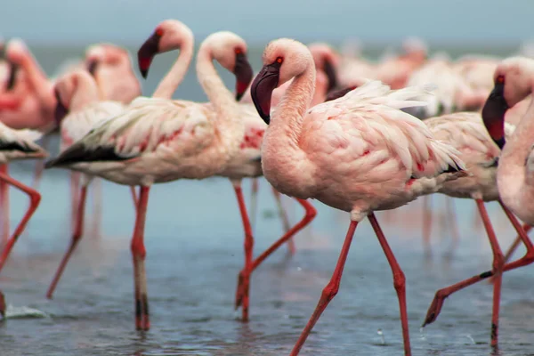 Namibias 'daki bir flamingo sürüsünün lüks stok görüntüsü kristal mavi lagün, zarafet, denge ve vahşi güzellik ifade Premium seyahat, koruma hikaye anlatımı ve üst düzey görsel projeler için.