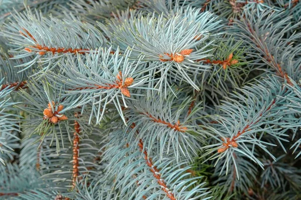 Ramas Picea Pungens naturales o Colorado Blue Spruce con brotes de conos jóvenes para textura abstracta o fondo estacional —  Fotos de Stock