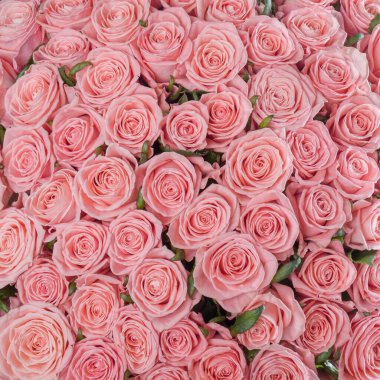 Soyut desenli soluk pembe güller çiçek arkaplanı. Arka plan ya da hediye paketi için soluk pembe güllerden bir yatak. Düğün, yıl dönümü dekorasyonu, çiçek arkaplanı. Kare fotoğraf.