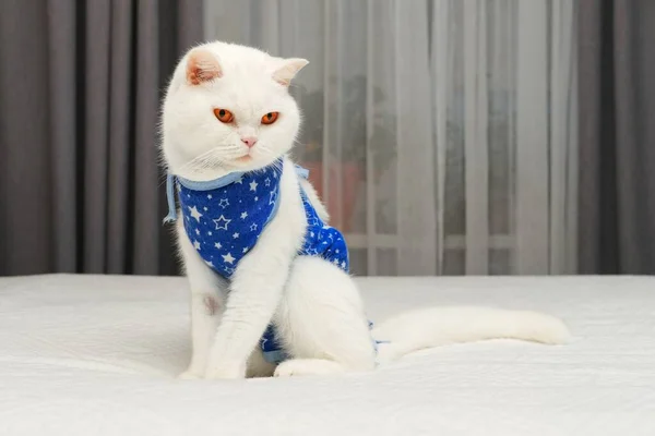 Recovering white short-haired purebred british cat with bright orange eyes wearing protective bandage after abdominal surgery. — Stock Photo, Image