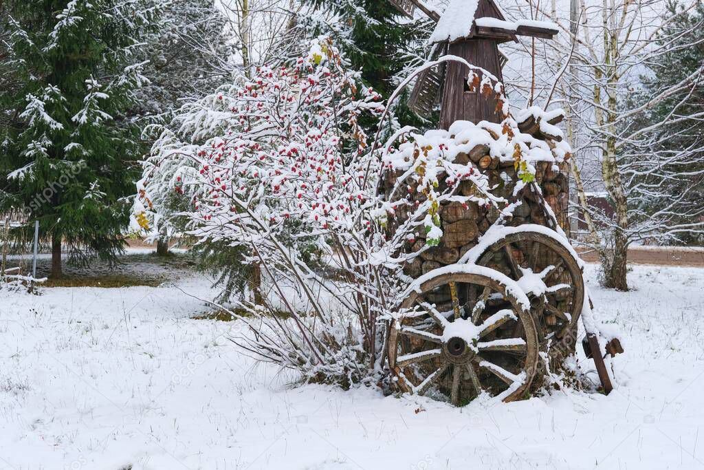 Rosehip bush with red berries is covered first snow on gabion basket background. Winter trendy garden decorating with vintage wooden wheels and gabion. Frame made of metal mesh filled with stones