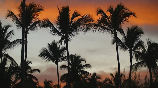 熱帯夜のカラフルな夕日の空に対するヤシの木のシルエット トロピカルビーチの夕暮れ時にヤシの木のシルエットがぼやけ 劇的な赤オレンジ色の空 ソフトフォーカス — ストック写真