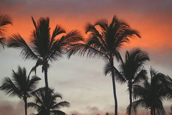 Hindistan cevizi palmiye ağaçlarının siluetleri tropikal bir gecede renkli günbatımı gökyüzüne karşı. Tropikal sahilde alacakaranlıkta, bulanık palmiye ağaçları siluetleri arasında dramatik kırmızı-turuncu gökyüzü. Yumuşak odak.