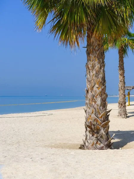 Vista panorámica a la hermosa palmera en la playa de arena vacía del Golfo Pérsico, Oriente Medio, Emiratos Árabes Unidos. Vacaciones, concepto de viaje — Foto de Stock