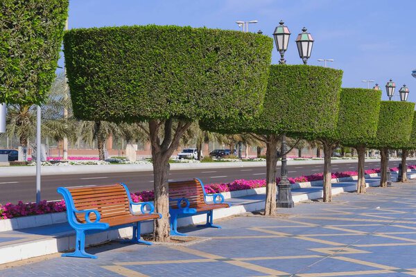 Recreation area with classic wooden benches along road walkway with shaped trimmed ornamental topiary trees alley. Walkway with lush hedge shrubs. Topiary plants clipping.Urban furniture, landscaping