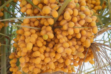 Hurma ağacında sallanan salkımlı, sarı, taze hurma ağaçları. 