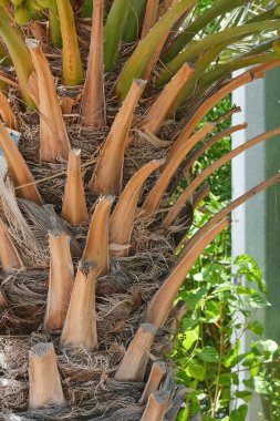 Birbirine girmiş kat kat tomurcukları olan hurma ağaçları yetiştirdik;.