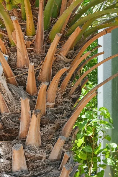 Birbirine girmiş kat kat tomurcukları olan hurma ağaçları yetiştirdik;.