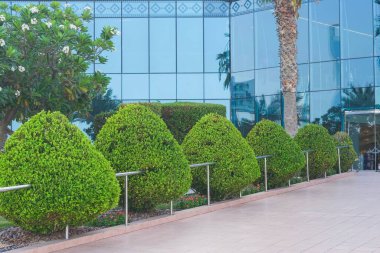Modern ofis binasına giden yol boyunca düzgünce budanmış çalılar ve ağaçlar. Modern kentsel peyzaj tasarımı.