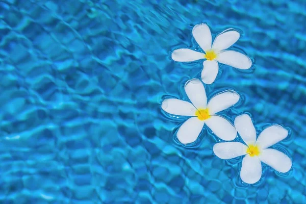 Enfoque selectivo a la plomería o frangipani flores blancas con gotas de agua flotando en borrosa de las fluctuaciones del agua de la superficie de la piscina. Fondo con espacio para texto. —  Fotos de Stock