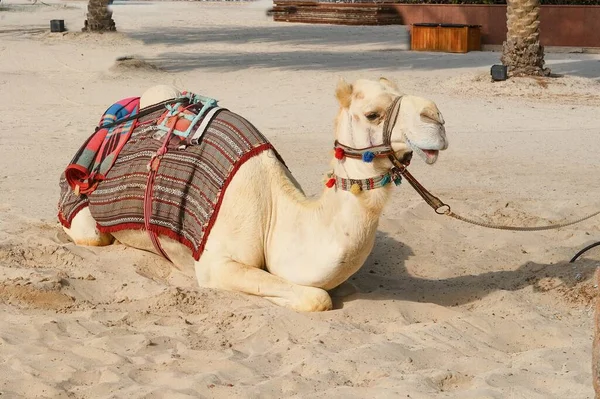 Белый Чистокровный Дружелюбный Арабский Сомалийский Верблюжий Дромадер Одетый Праздничную Декоративную Стоковое Изображение