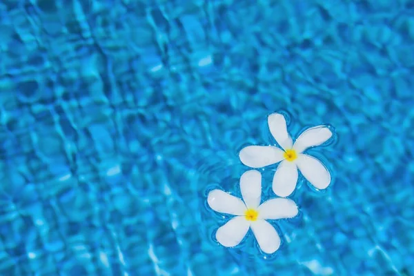 Enfoque selectivo a la plomería o frangipani flores blancas con gotas de agua flotando en borrosa de las fluctuaciones del agua de la superficie de la piscina. Fondo con espacio para texto. — Foto de Stock