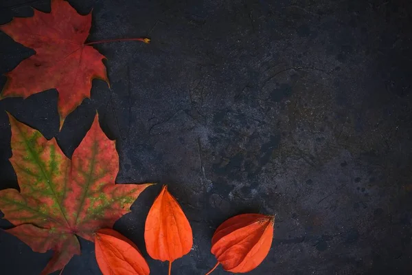 Black background with autumn red orange leaves. Coloured tree autumn leaves on dark textured background. Colorful seasonal texture with fall mood.