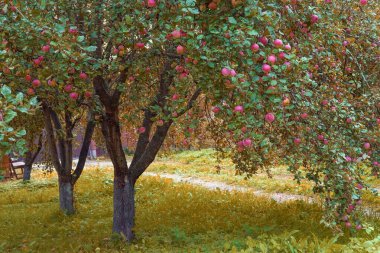 Sonbaharda elma ağaçları meyve bahçesi. Düşen organik, kırmızı, lezzetli elmalarla dolu ağır dallar elma bahçesinin yolunu kapatıyor. Organik tarım. Golden Fall, Mevsimlik hasat zamanı