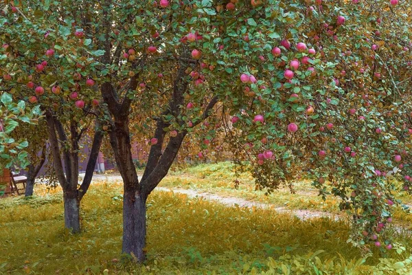 Sad jabłoni jesienią. Ciężkie gałęzie z opadającymi organicznymi dojrzałymi czerwonymi pysznymi jabłkami zwisają na ścieżce jabłkowego ogrodu. Rolnictwo ekologiczne. Golden Fall, pora zbiorów sezonowych — Zdjęcie stockowe