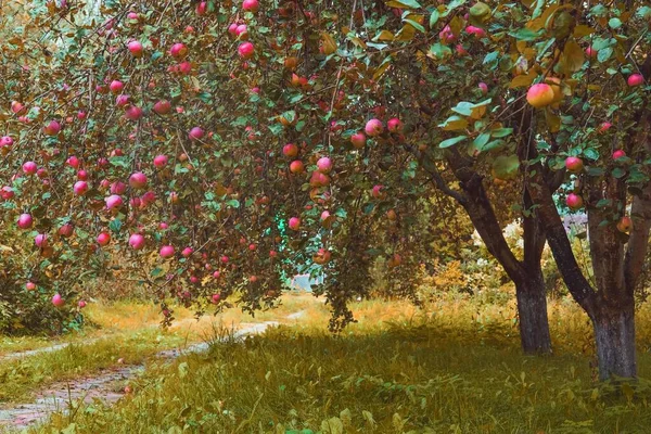 Jardín de manzanos en otoño. Las ramas pesadas con manzanas rojas maduras orgánicas que caen deliciosas están sobresaliendo del camino del huerto de manzanas. Agricultura ecológica. Otoño Dorado, Tiempo de cosecha estacional. — Foto de Stock