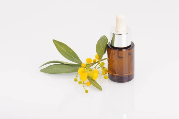 Okaliptüs yaprakları, çiçekleri ve meyve, Eucalypt petrol