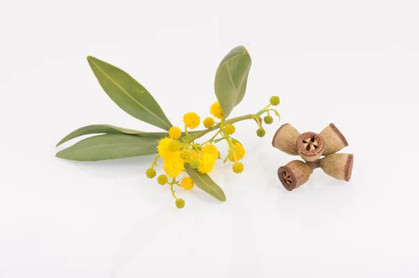 Eucalyptus leaves, flowers and fruit — Stock Photo, Image