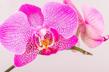 Orkide çiçeği Close-Up