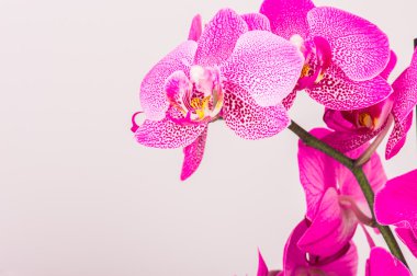 Orkide çiçeği Close-Up
