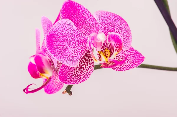 Close-up de flor de orquídea — Fotografia de Stock