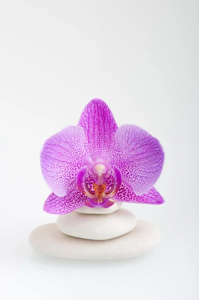Wellness-Thema - Steine und eine Orchideenblume — Stockfoto