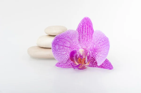 Tema de spa - pedras e uma flor de Orquídea — Fotografia de Stock
