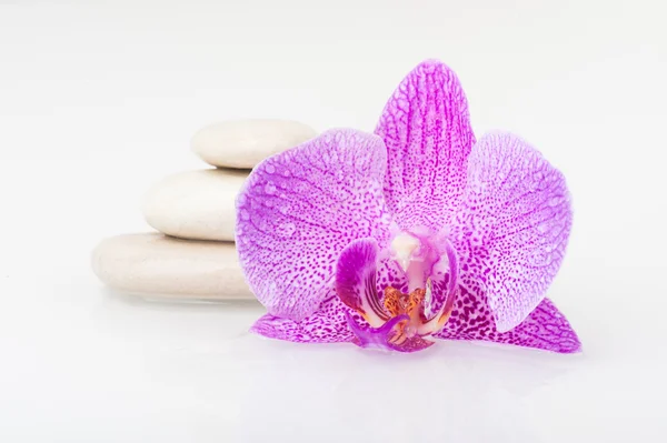Wellness-Thema - Steine und eine Orchideenblume — Stockfoto