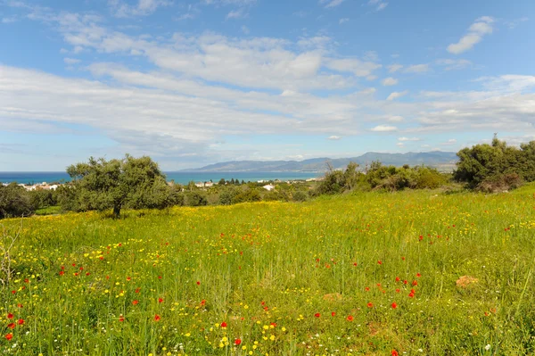 Field full of flowers, sea, sky — Stock Photo, Image