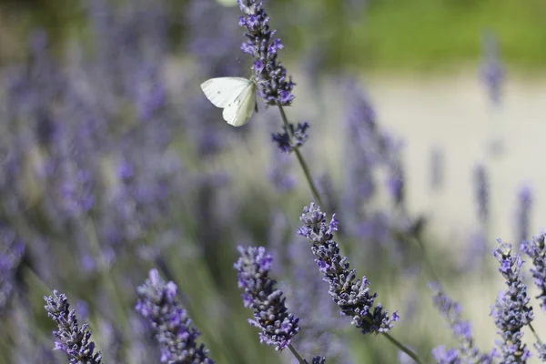 Güzellik lavanta bitki