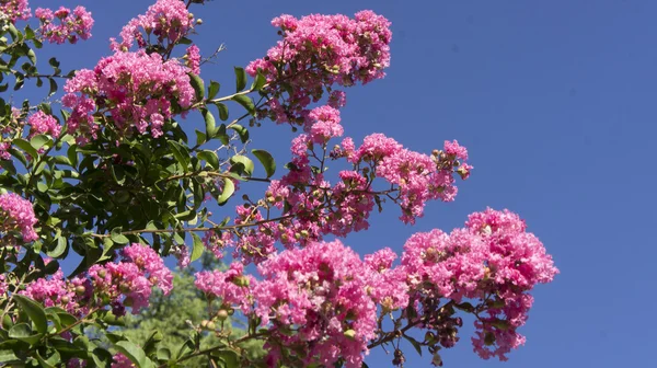 Roze bloemen Stockfoto