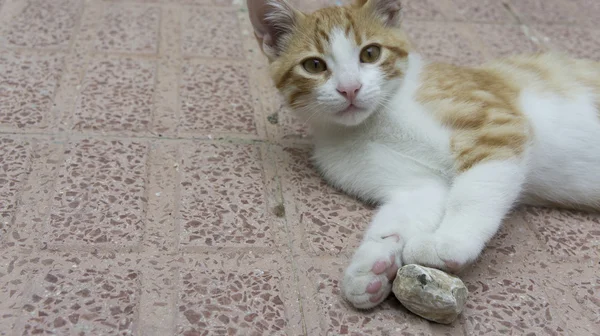 Yerde yatarken tabby yavru kedi